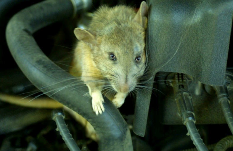 Cẩn Thận Với Chuột Trên Xe ô Tô